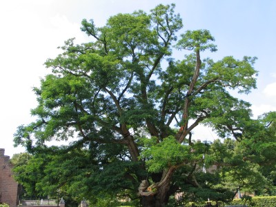 Robinia pseudoacacia
